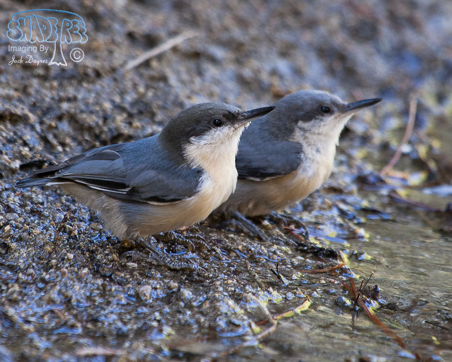 Pygmy Nuthatch - Sitta pygmaea
