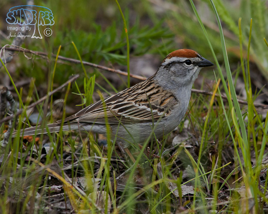 Chipping Sparrow - Spizella passerina