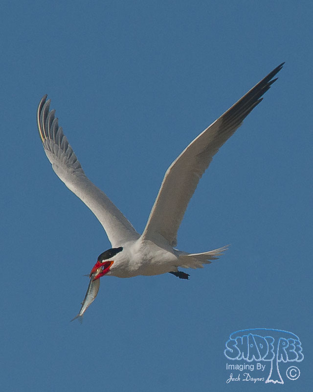 Caspian Tern - Hydroprogne caspia