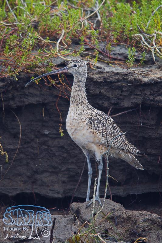 Long-Billed Curlew - Numenius americanus