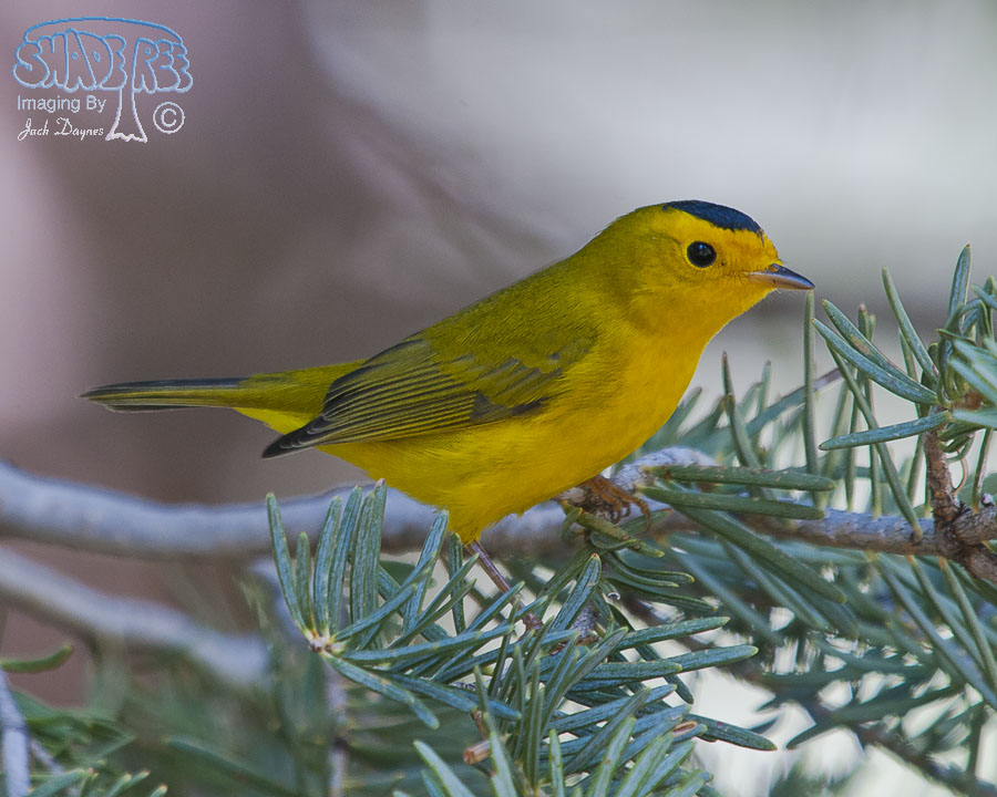 Wilson's Warbler - Cardellina pusilla