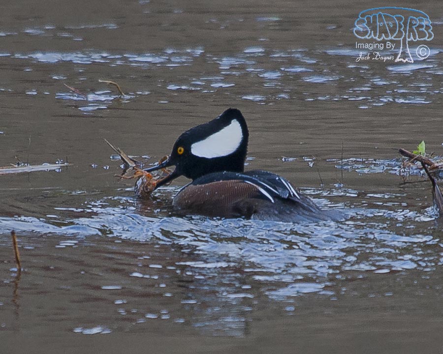 Hooded Merganser - Lophodytes cucullatus