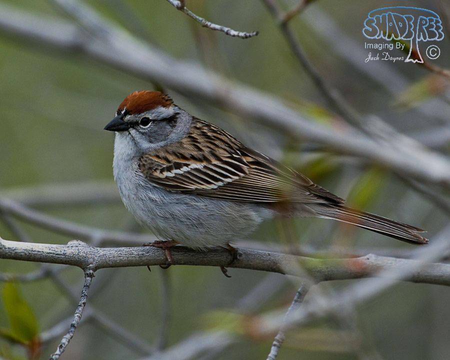 Chipping Sparrow - Spizella passerina