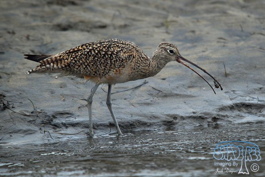 Long-Billed Curlew - Numenius americanus