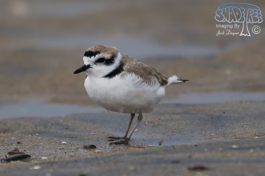 Snowy Plover - Charadrius alexandrinus
