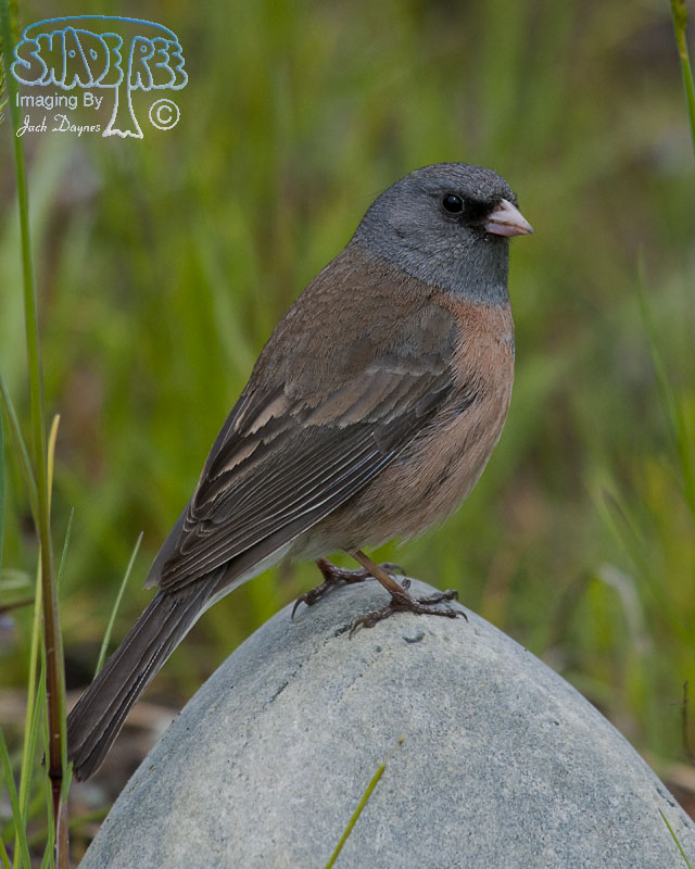 Dark-Eyed Junco - Junco hyemalis