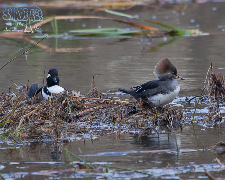 Hooded Merganser - Lophodytes cucullatus