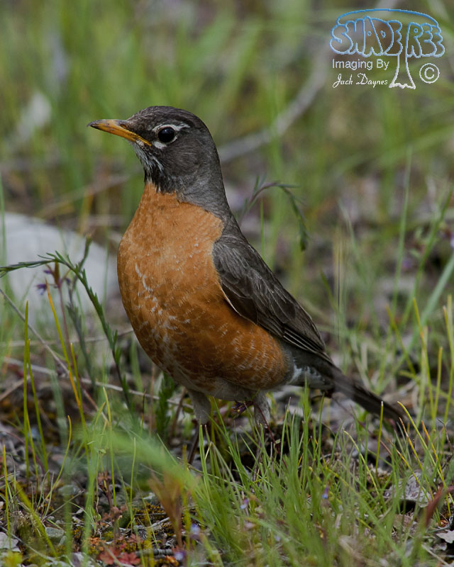 American Robin - Turdus migratorius