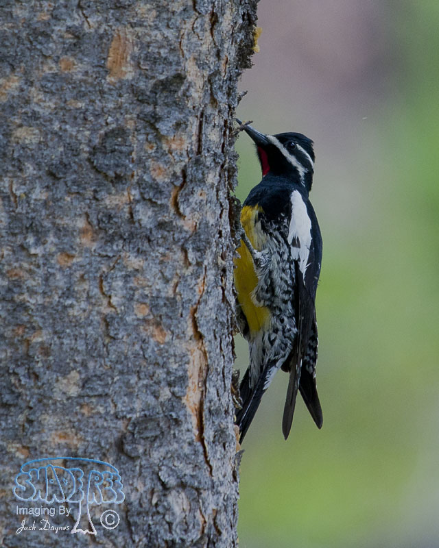 Williamson's Sapsucker - Sphyrapicus thyroideus