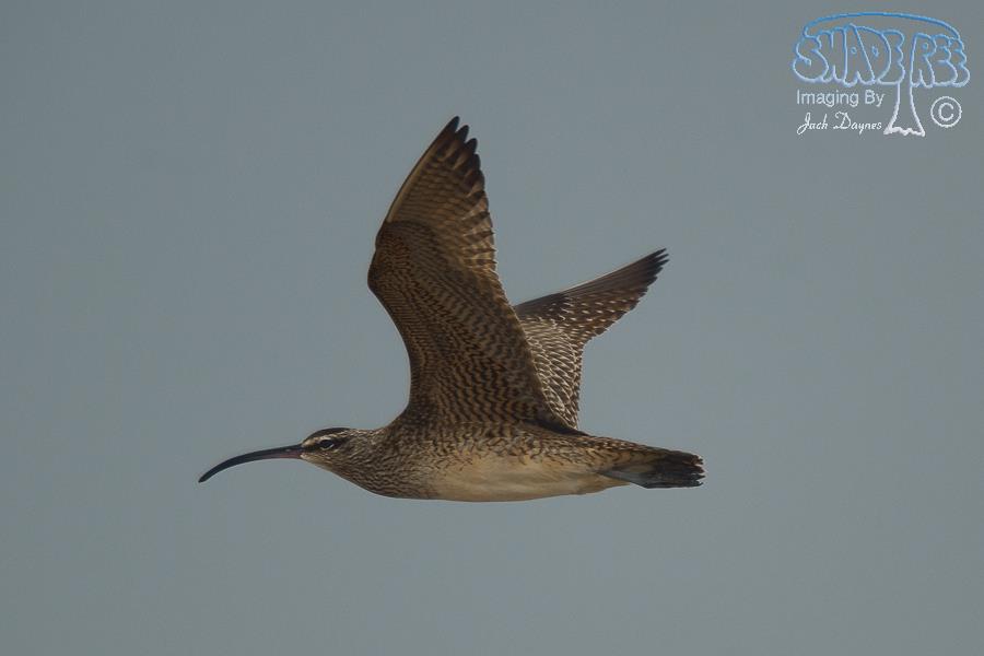 Whimbrel - Numenius phaeopus