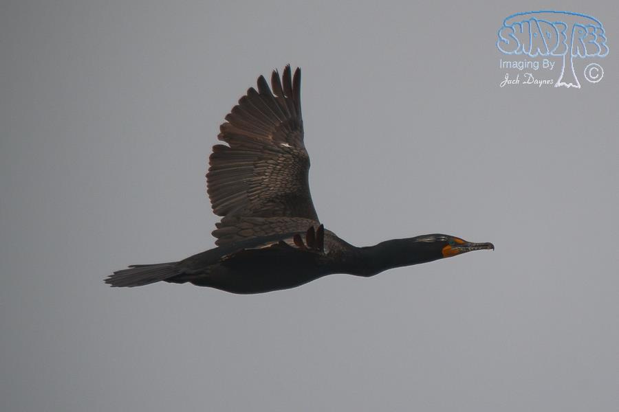 Double-Crested Cormorant - Phalacrocorax auritus