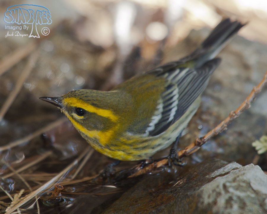 Townsend's Warbler - Setophaga townsendi