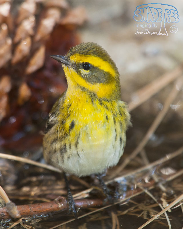 Townsend's Warbler - Setophaga townsendi