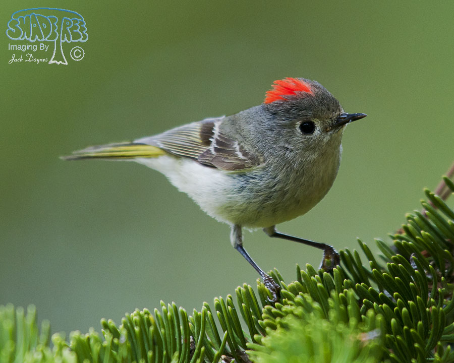 Ruby-Crowned Kinglet - Regulus calendula