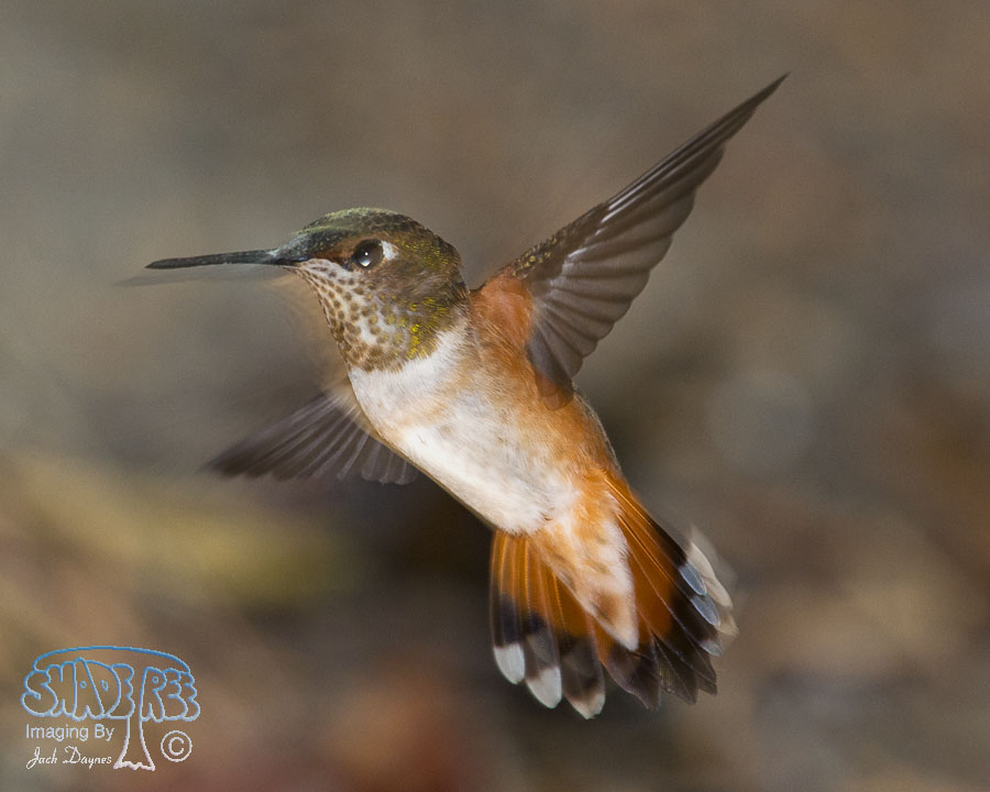 Rufous Hummingbird - Selasphorus rufus