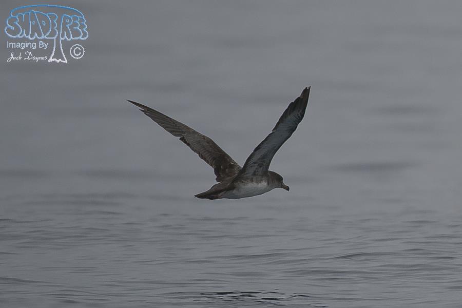 Pink-Footed Shearwater - Puffinus creatopus