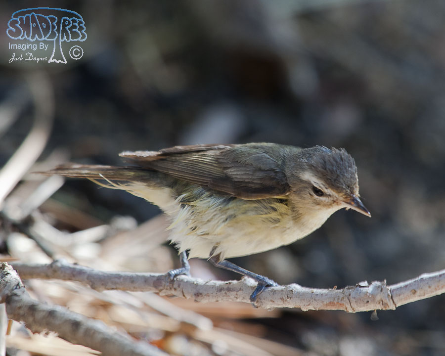 Warbling Vireo - Vireo gilvus