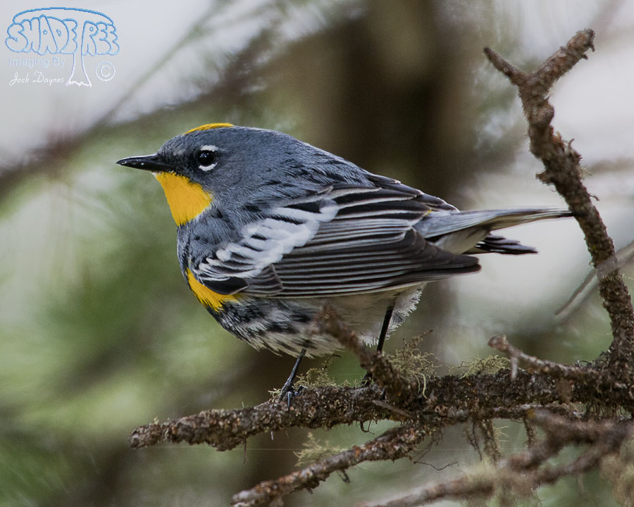 Yellow-Rumped Warbler - Setophaga coronata auduboni