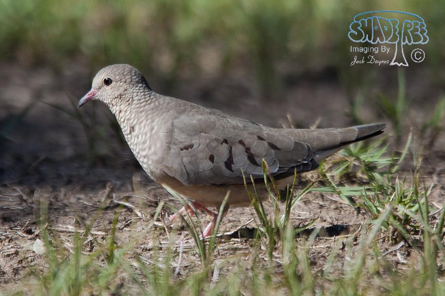 Common Ground-Dove - Columbina passerina