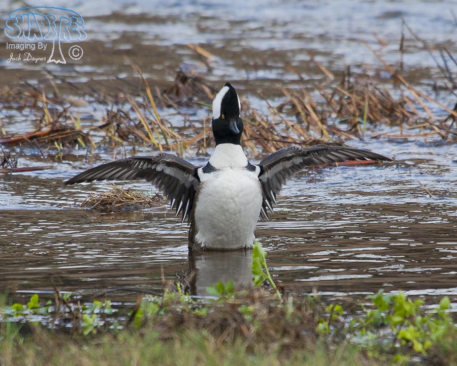 Hooded Merganser - Lophodytes cucullatus