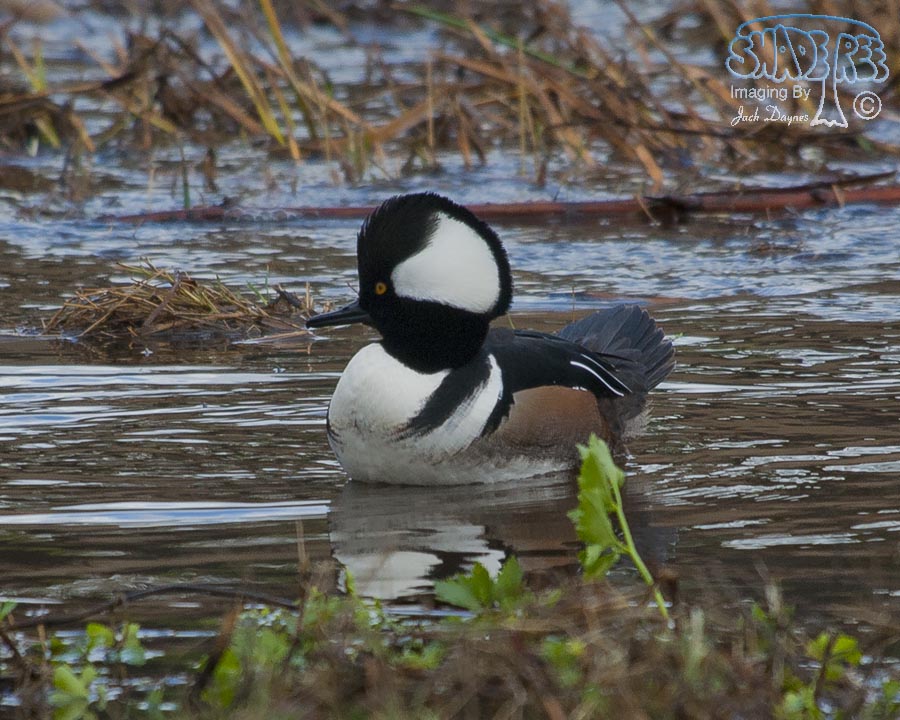 Hooded Merganser - Lophodytes cucullatus