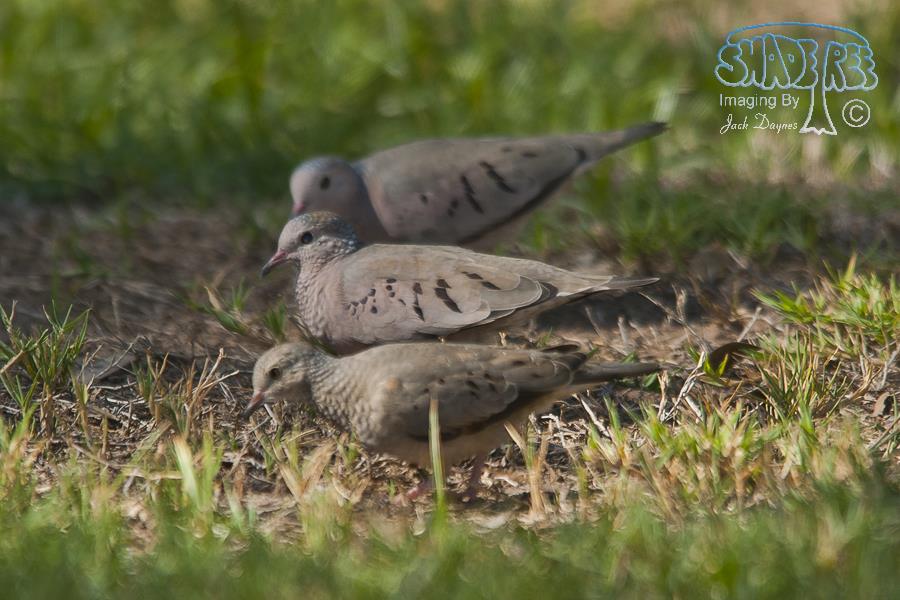 Common Ground-Dove - Columbina passerina