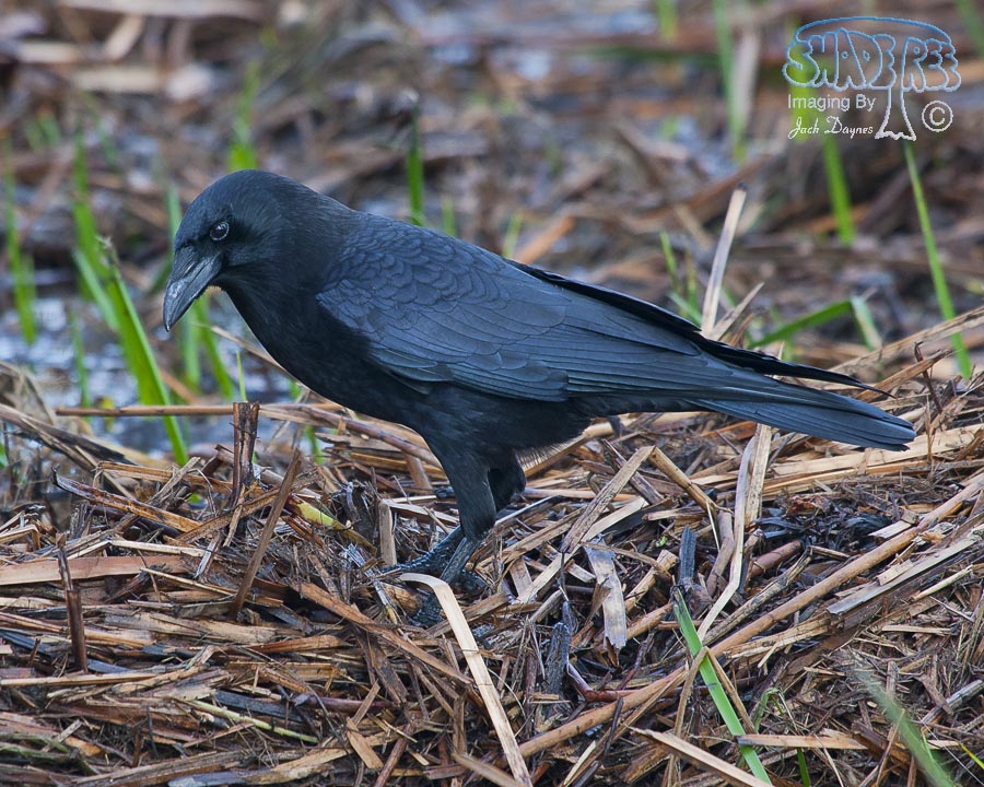 American Crow - Corvus brachyrhynchos