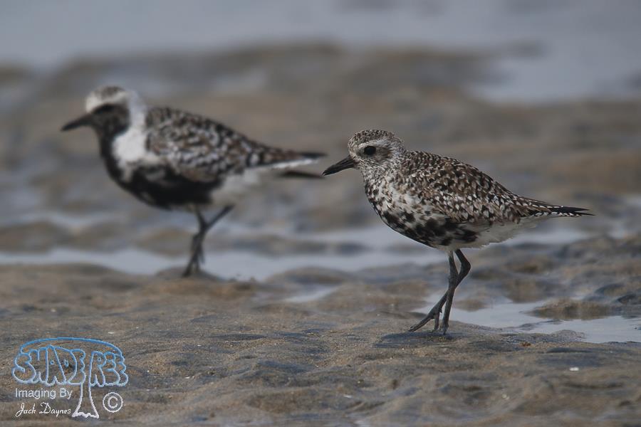 Black-Bellied Plover - Pluvialis squatarola