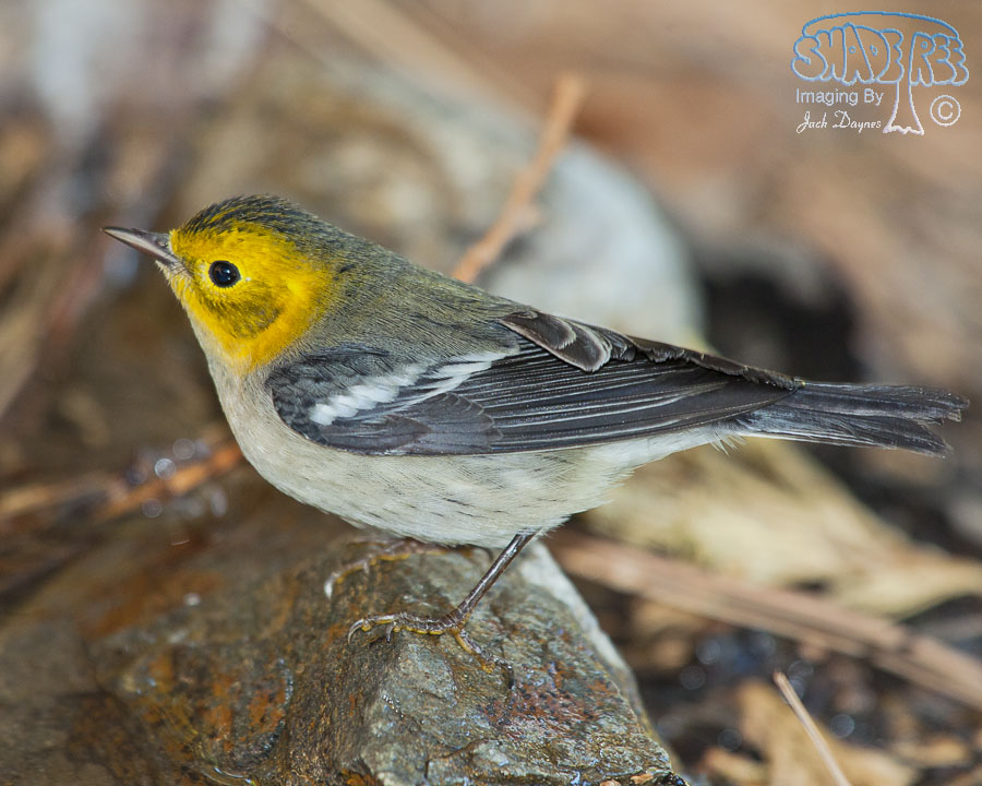 Hermit Warbler - Setophaga occidentalis