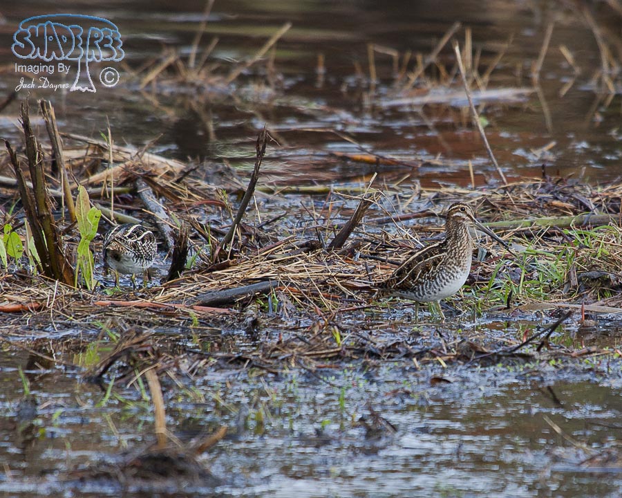 Wilson's Snipe - Gallinago delicata