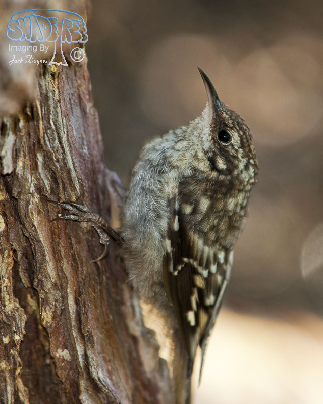 Brown Creeper - Certhia americana