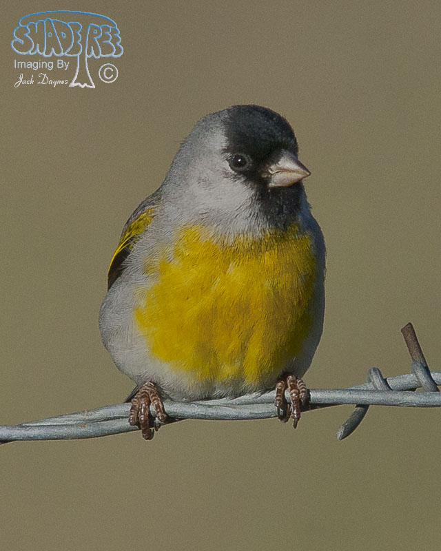 Lawrence's Goldfinch - Carduelis lawrencei