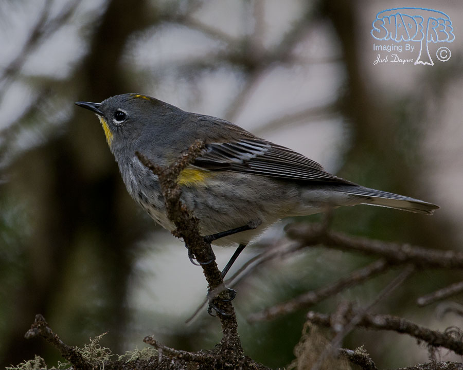 Yellow-Rumped Warbler - Setophaga coronata auduboni
