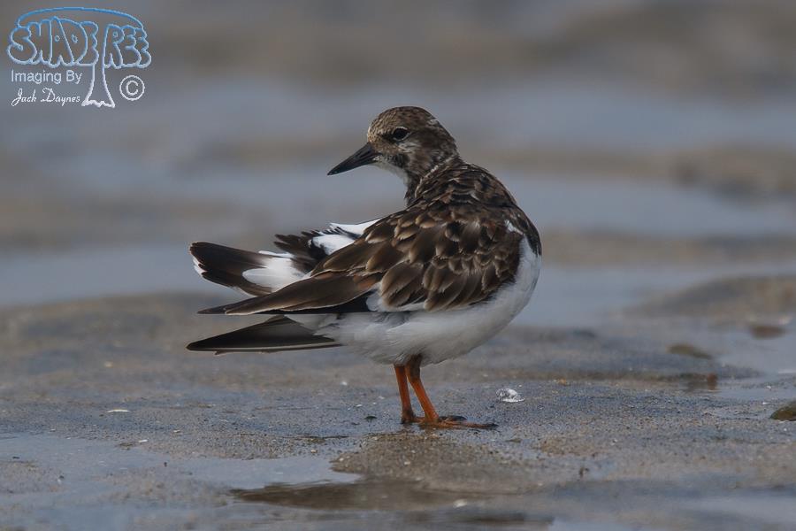 Ruddy Turnstone - Arenaria interpres