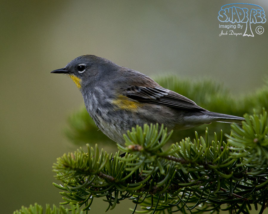 Yellow-Rumped Warbler - Setophaga coronata auduboni