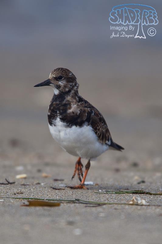 Ruddy Turnstone - Arenaria interpres