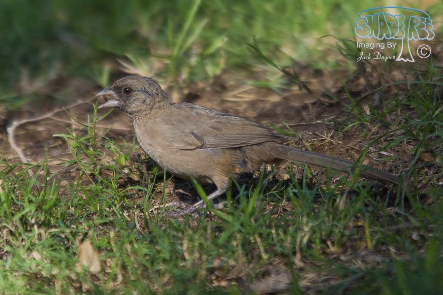 Abert's Towhee - Melozone aberti
