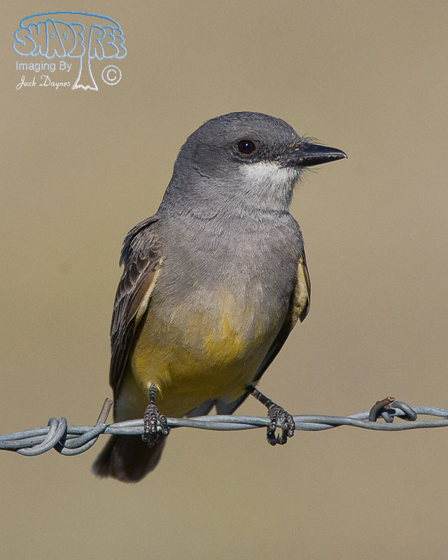 Cassin's Kingbird - Tyrannus vociferans
