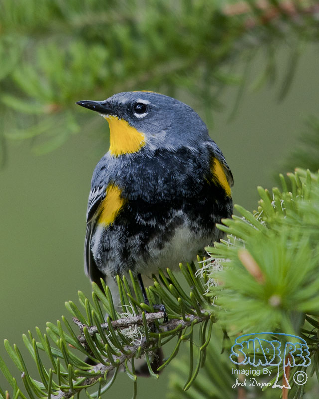 Yellow-Rumped Warbler - Setophaga coronata auduboni