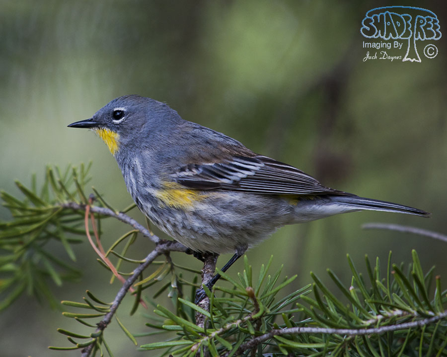 Yellow-Rumped Warbler - Setophaga coronata auduboni