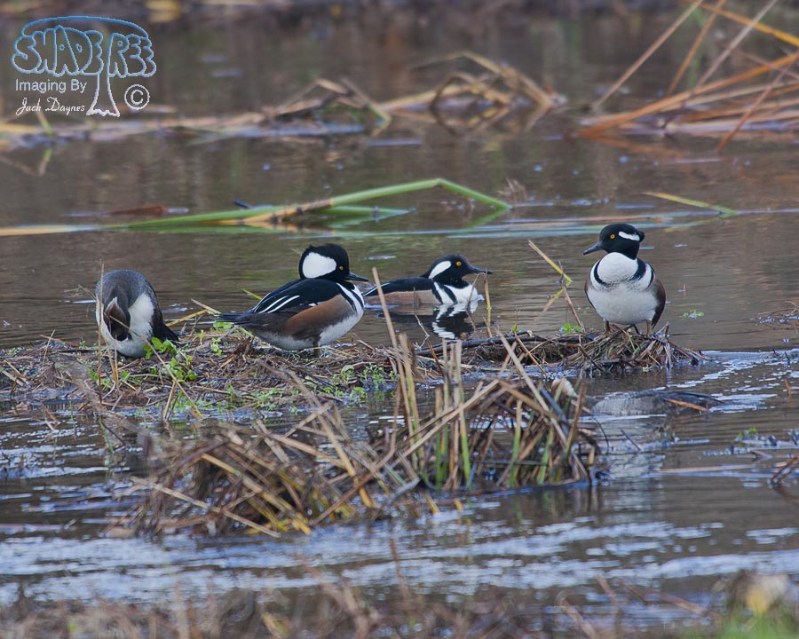 Hooded Merganser - Lophodytes cucullatus