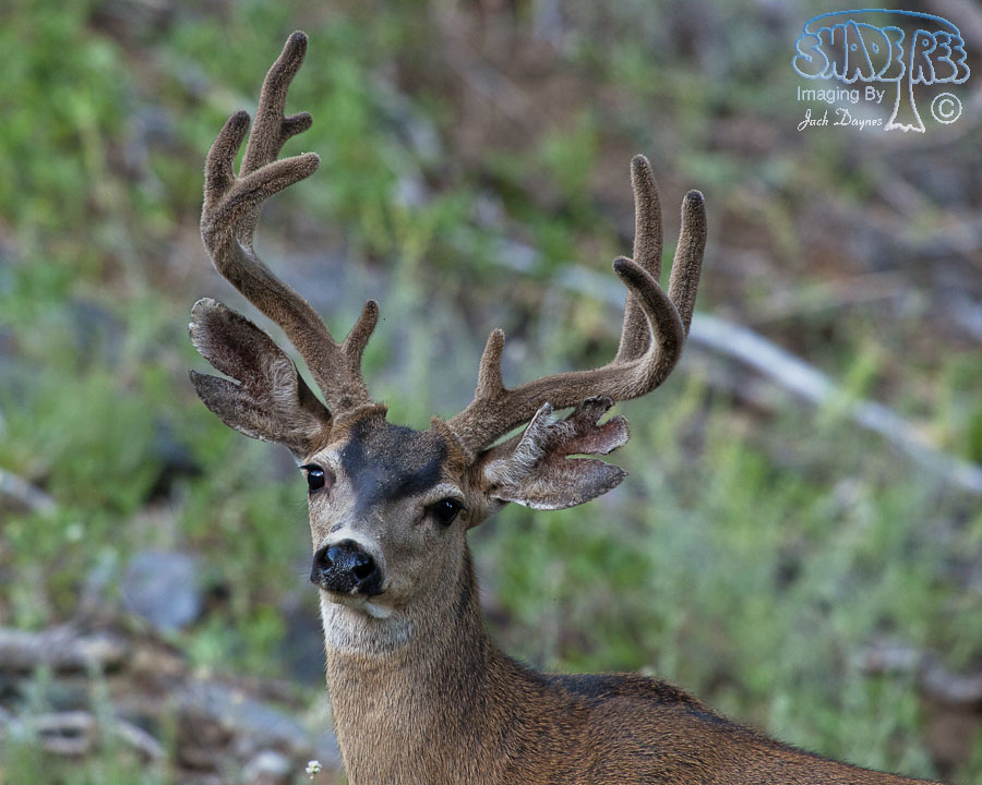 Mule Deer - Odocoileus hemionus