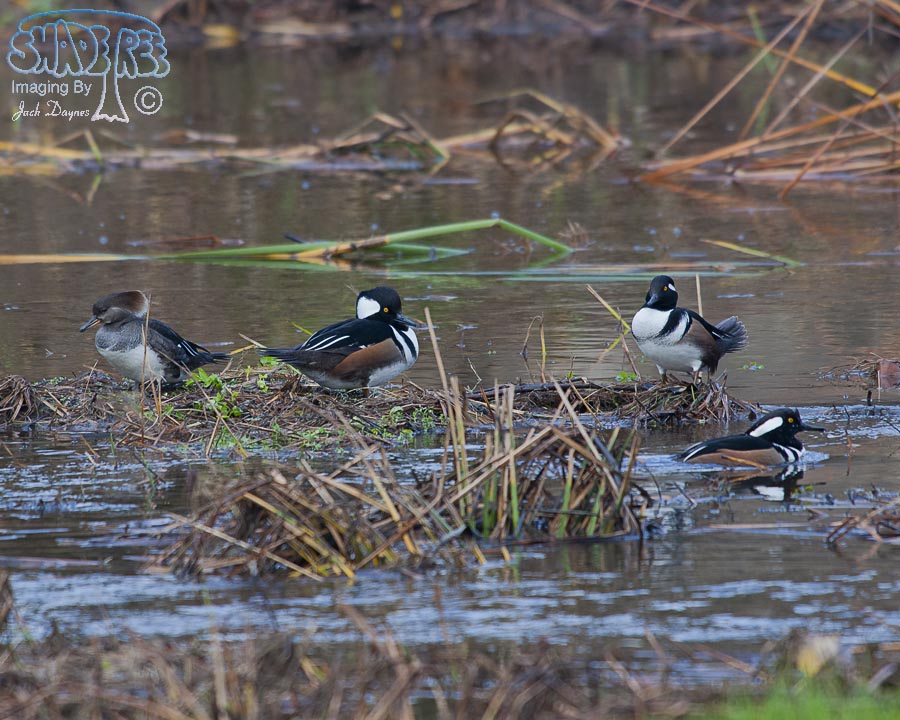 Hooded Merganser - Lophodytes cucullatus