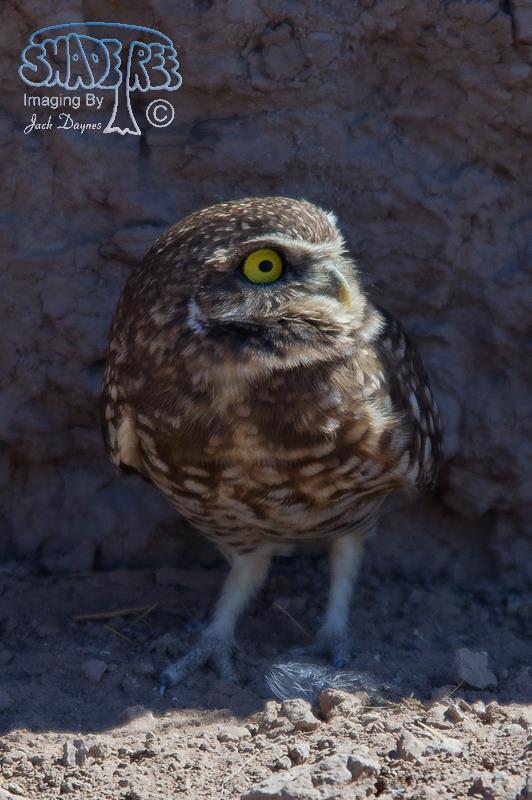 Burrowing Owl - Athene cunicularia