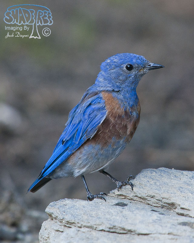 Western Bluebird - Sialia mexicana