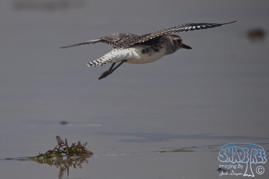 Black-Bellied Plover - Pluvialis squatarola