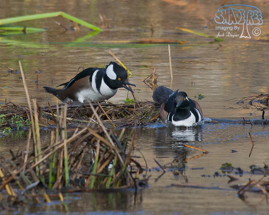 Hooded Merganser - Lophodytes cucullatus