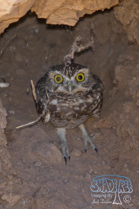 Burrowing Owl - Athene cunicularia