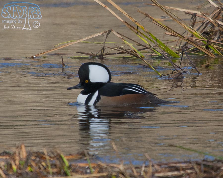 Hooded Merganser - Lophodytes cucullatus