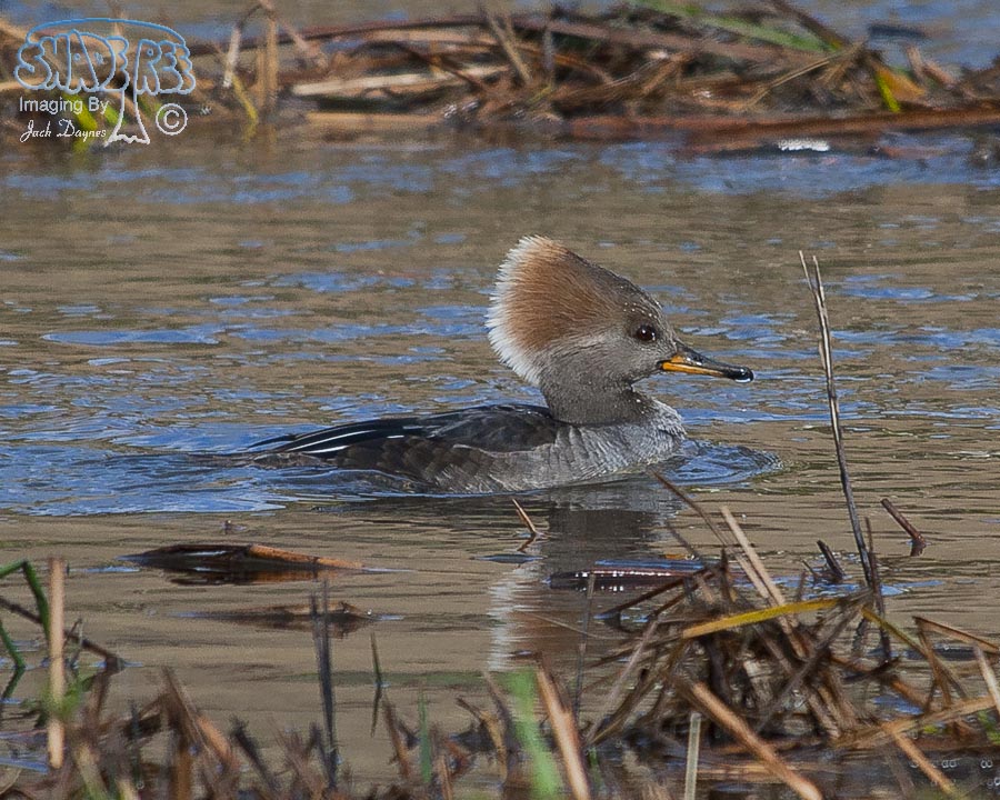 Hooded Merganser - Lophodytes cucullatus